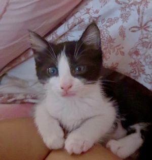 Cove Domestic Short Hair Cat