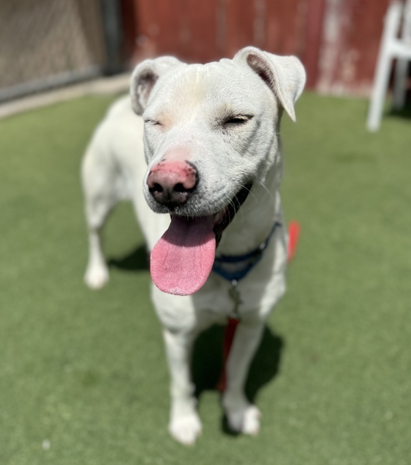 Frankie