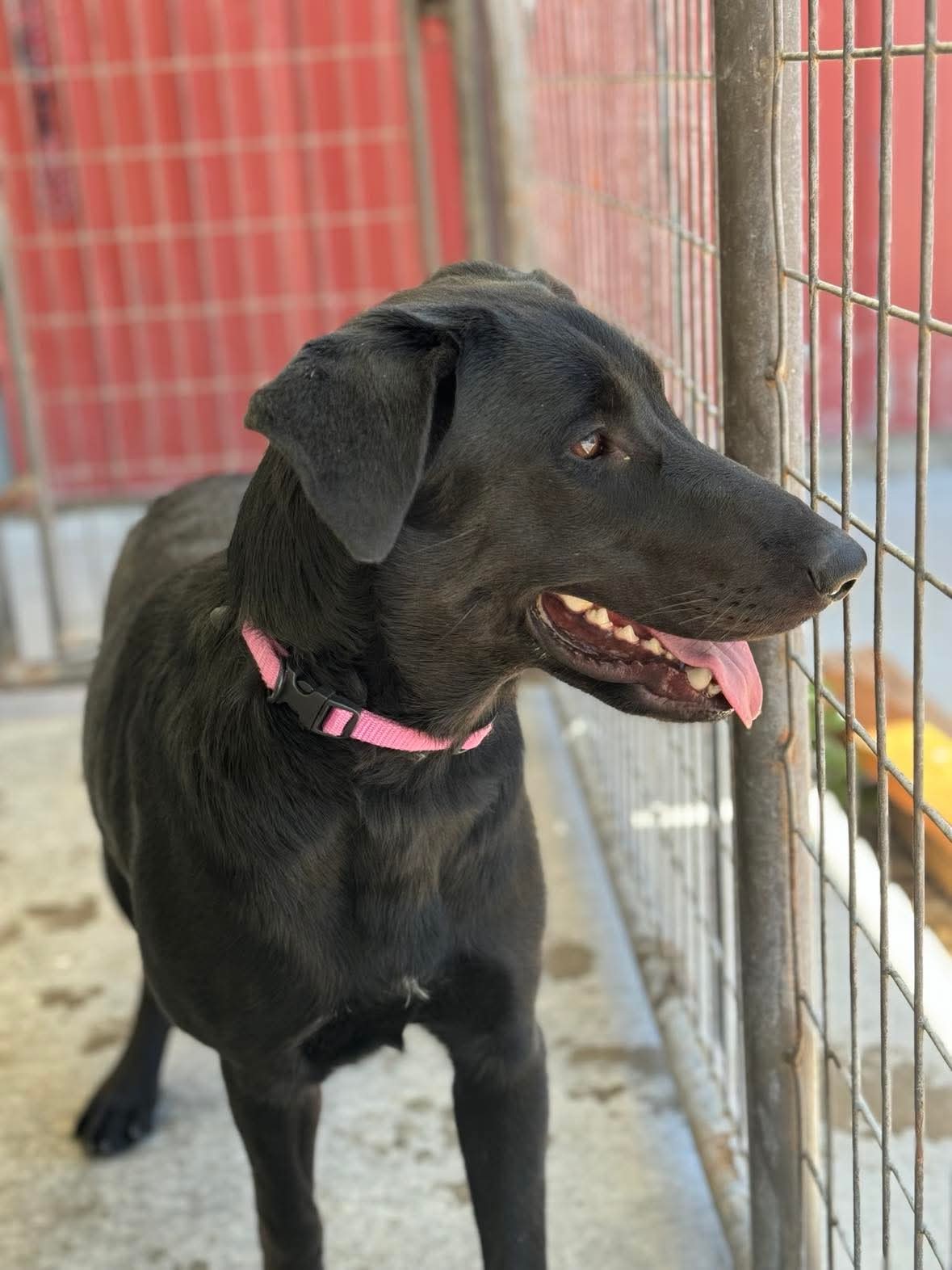 Kathy, an adoptable Black Labrador Retriever in Dillon, MT, 59725 | Photo Image 1