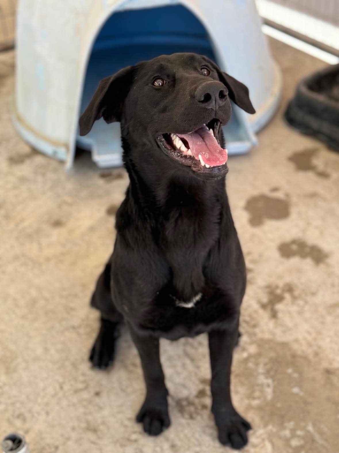 Sansa, an adoptable Black Labrador Retriever in Dillon, MT, 59725 | Photo Image 1