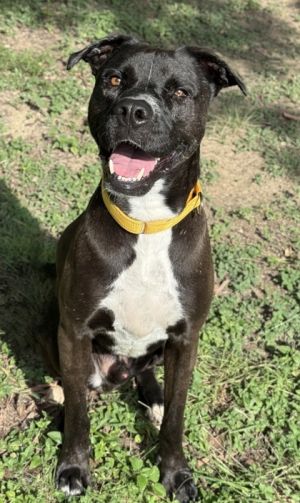 Frasier, Adult Male unknown