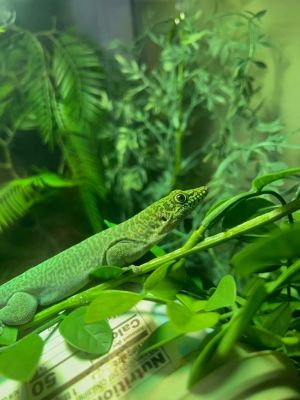 Greenbean, Young Male unknown