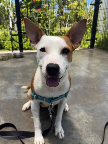 Judy, an adoptable Mixed Breed in Honolulu, HI, 96826 | Photo Image 1