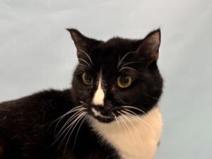 Oreo, Senior Male unknown
