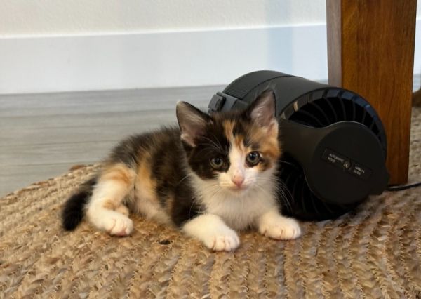 Matilda *Adopted