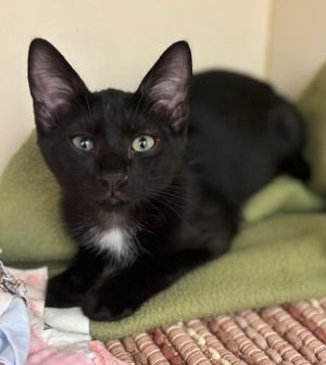 Crescent Domestic Short Hair Cat