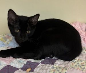 Gibbous Domestic Short Hair Cat