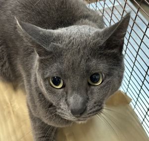 Twilight Domestic Short Hair Cat
