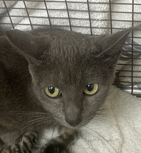 Twilight, an adoptable Domestic Short Hair in Spokane Valley, WA, 99212 | Photo Image 2