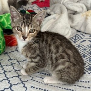 Breck is a tiny little love machine that wants a warm spot in your lap or in the sun He