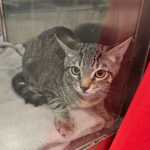 Buck Owens Tabby Cat