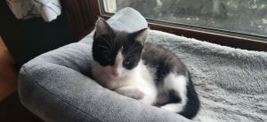 Basil, Young Male unknown