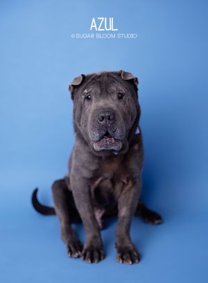 Azul, Senior Male unknown