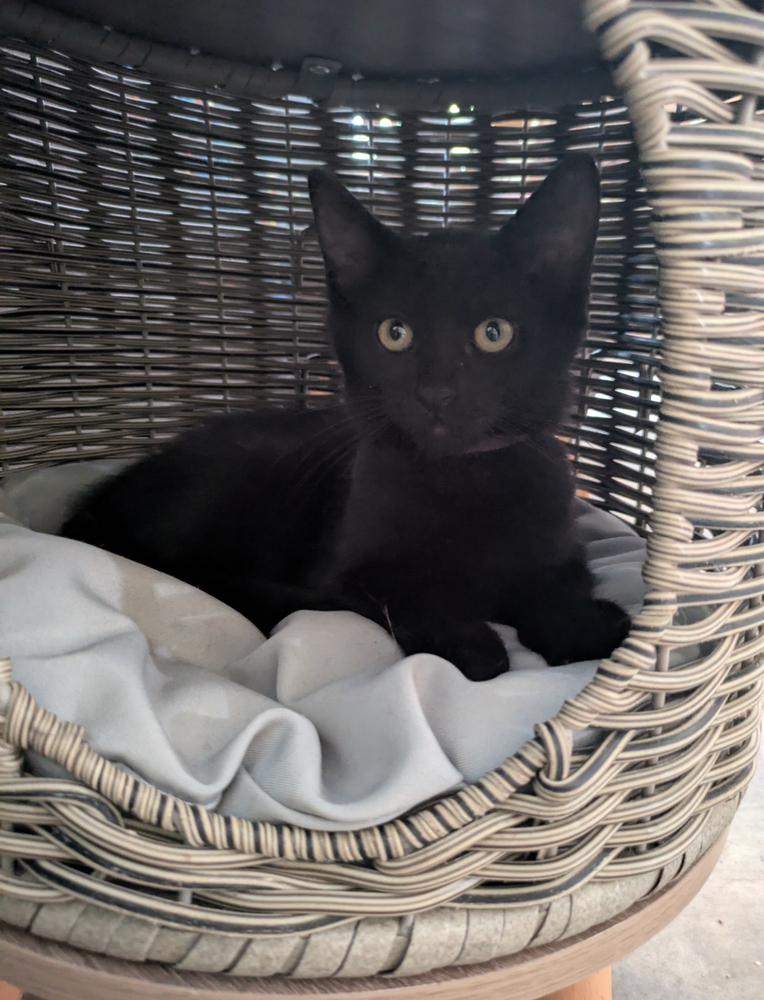 Bebe