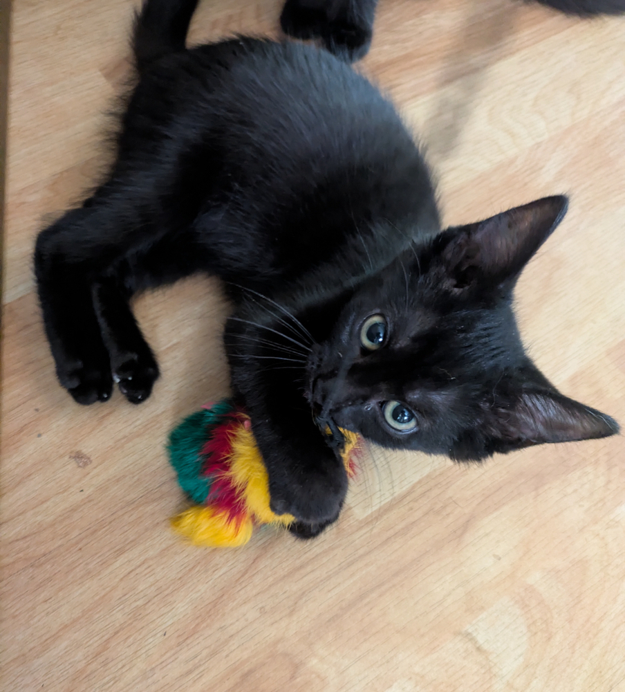 Bebe