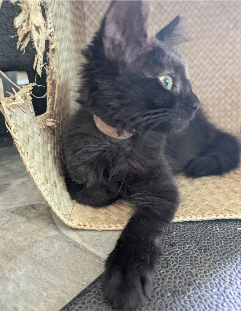 Bebe
