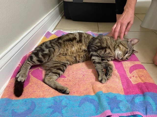 New Kitty aka Thumper