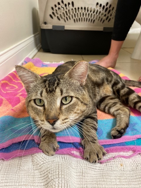 New Kitty aka Thumper