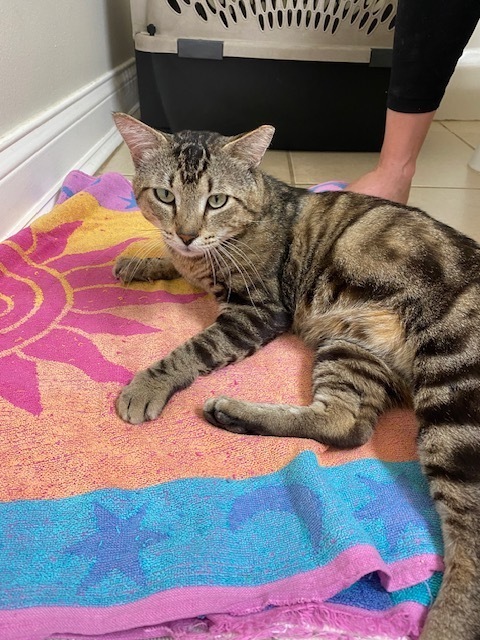 New Kitty aka Thumper