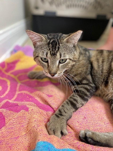 New Kitty aka Thumper