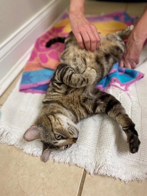 New Kitty aka Thumper