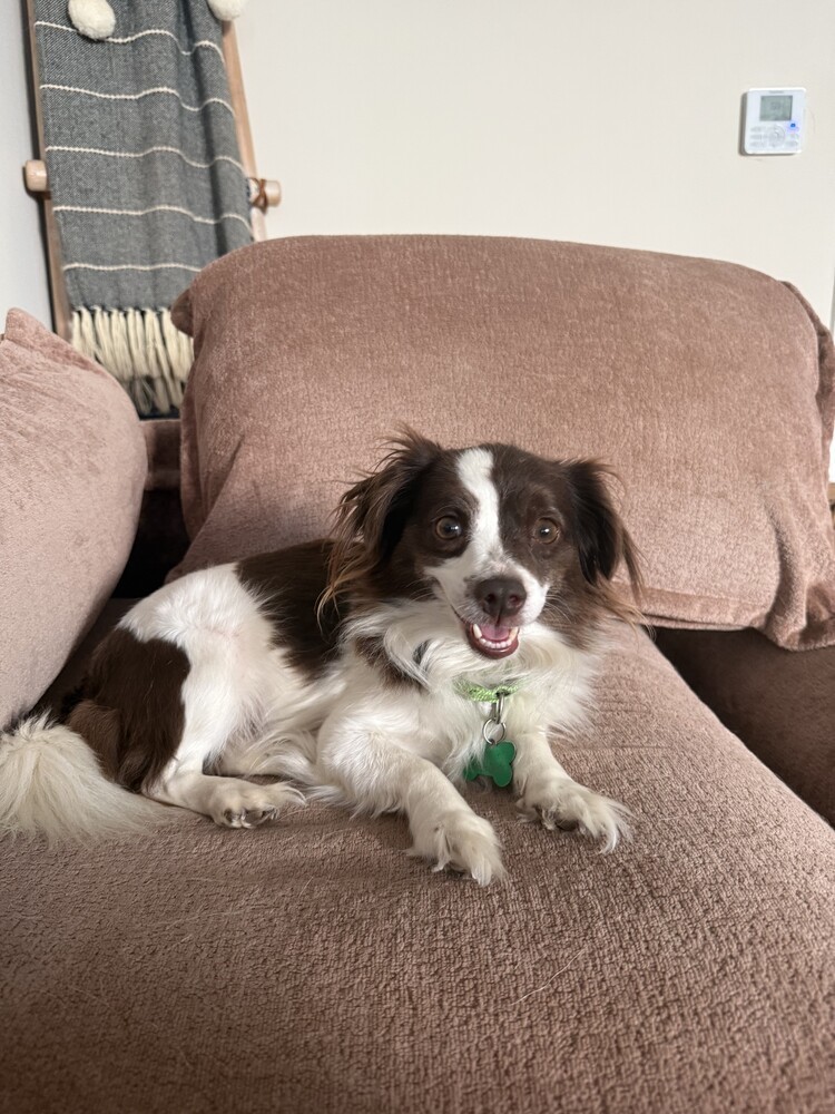 Kiwi 3, an adoptable Spaniel in San Diego, CA, 92103 | Photo Image 1