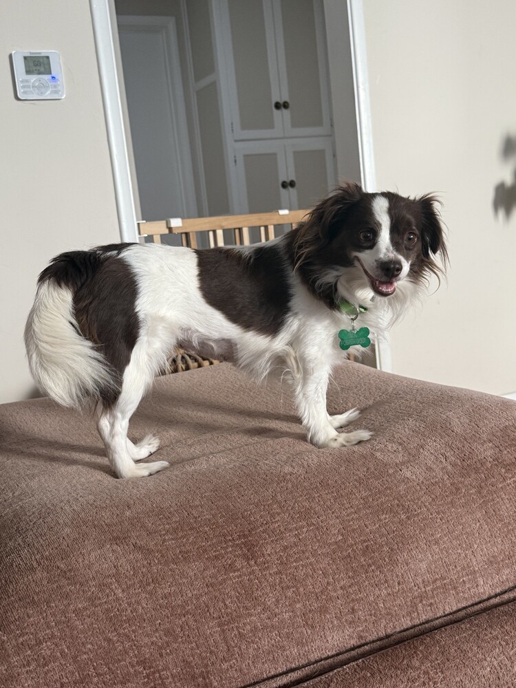 Kiwi 3, an adoptable Spaniel in San Diego, CA, 92103 | Photo Image 2