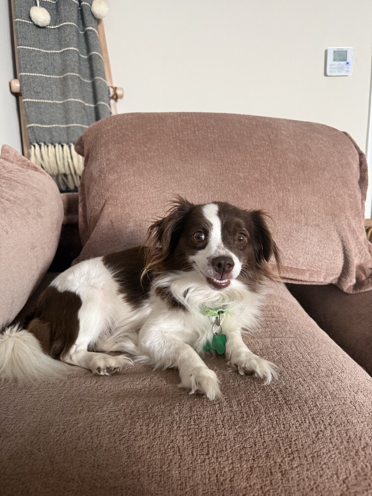 Kiwi 3, an adoptable Spaniel in San Diego, CA, 92103 | Photo Image 3