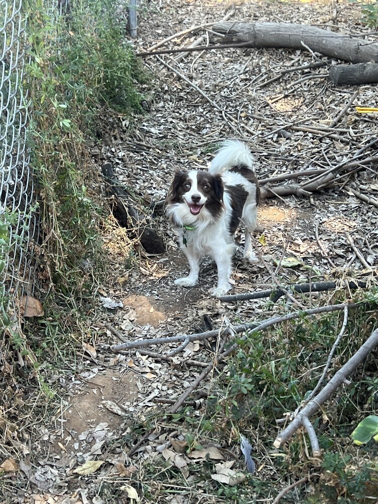 Kiwi 3, an adoptable Spaniel in San Diego, CA, 92103 | Photo Image 4