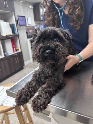 Name Fig Age 1 Year Breed Schnauzer Mix Gender Female Meet Fig A Sweetheart With a Heart of Gold