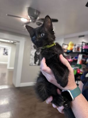 Francis Domestic Long Hair Cat