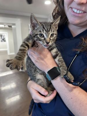 Name Ernest Age 10 Weeks Breed Domestic Shorthair Polydactyl Gender Male Meet Ernest A One-of-