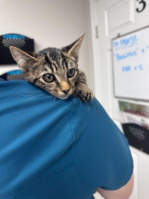 Mocha Domestic Short Hair Cat