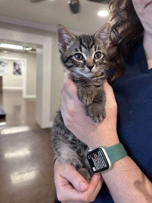 Name Bell Age 10 Weeks Breed Domestic Shorthair Polydactyl Gender Female Meet Bell A One-of-a-