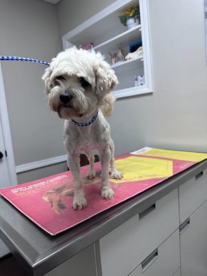 Gambino Maltese Dog