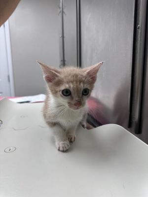 Age 10 Weeks Breed Domestic Shorthair Orange Tabby Gender Male Meet Nick Furry Say hello to Ni