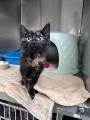 Name Coco Age 3 Months Breed Domestic Shorthair Tortoiseshell Gender Female Meet Coco Sweet S
