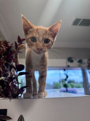 Name Caramel Age 3 Months Breed Domestic Shorthair Orange Tabby Gender Male Meet Caramel Sweet