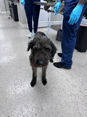 Name Tonks Age 15 Years Breed Poodle Mix Gender Female Weight 44 lbs and filling out beautifu