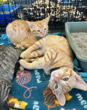 Theodore Domestic Short Hair Cat