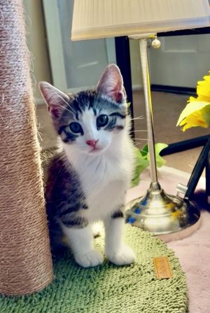 Finn Domestic Short Hair Cat