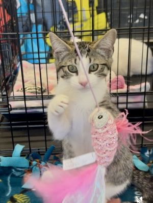 Finn is a fluffy bundle of sweetness with a playful heart and a gentle soul He 