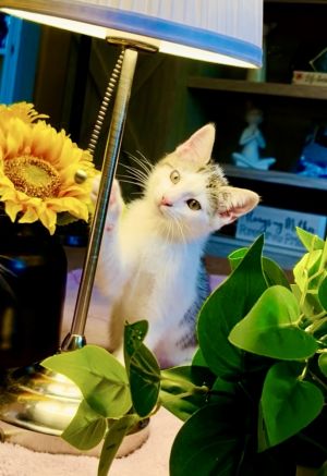 Willow Domestic Short Hair Cat