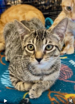 Alvin Domestic Short Hair Cat