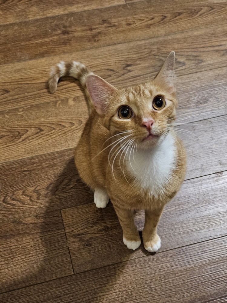 Sweet Potato