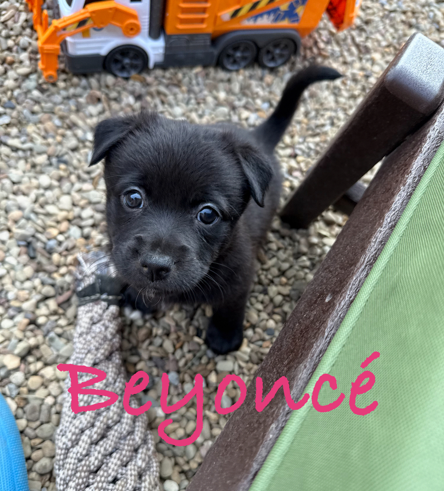 Beyonc (Available 07/07)