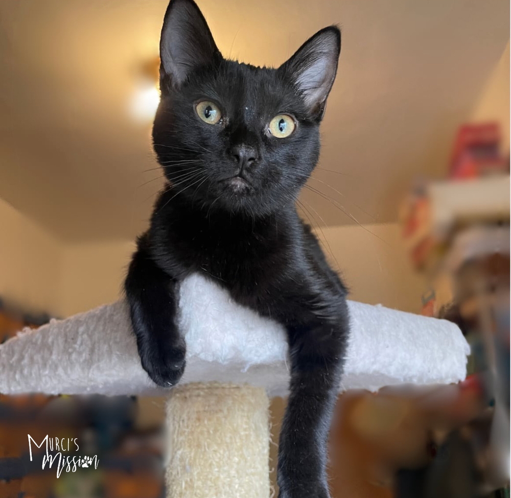 Amy Pawler, an adoptable Domestic Short Hair in Spokane , WA, 99209 | Photo Image 1