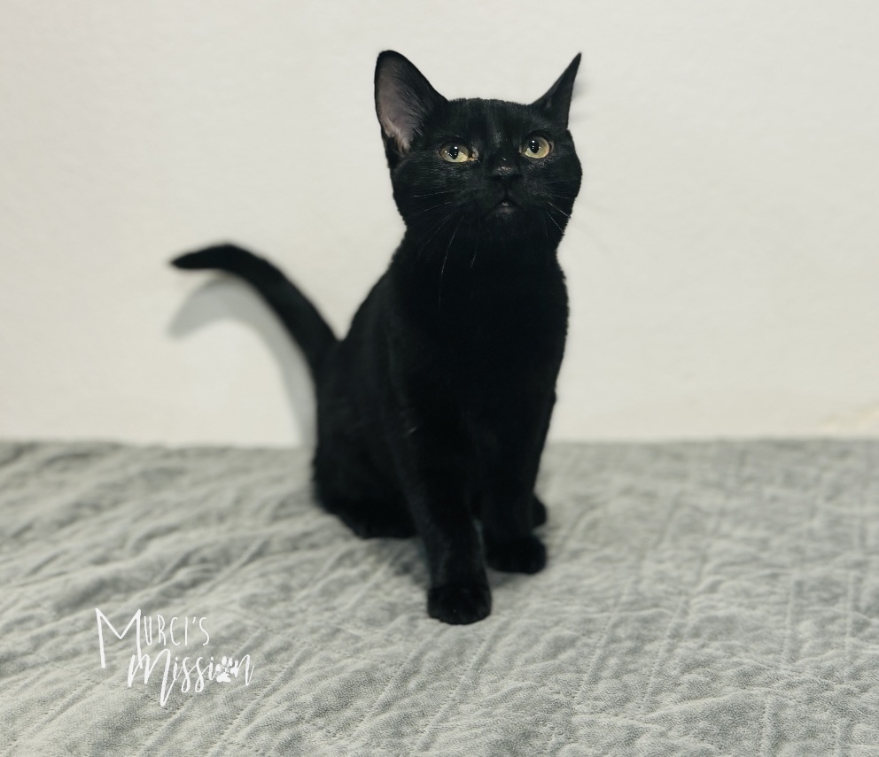 Amy Pawler, an adoptable Domestic Short Hair in Spokane , WA, 99209 | Photo Image 2