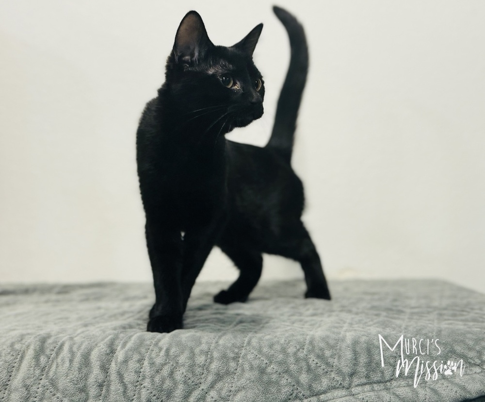 Amy Pawler, an adoptable Domestic Short Hair in Spokane , WA, 99209 | Photo Image 3