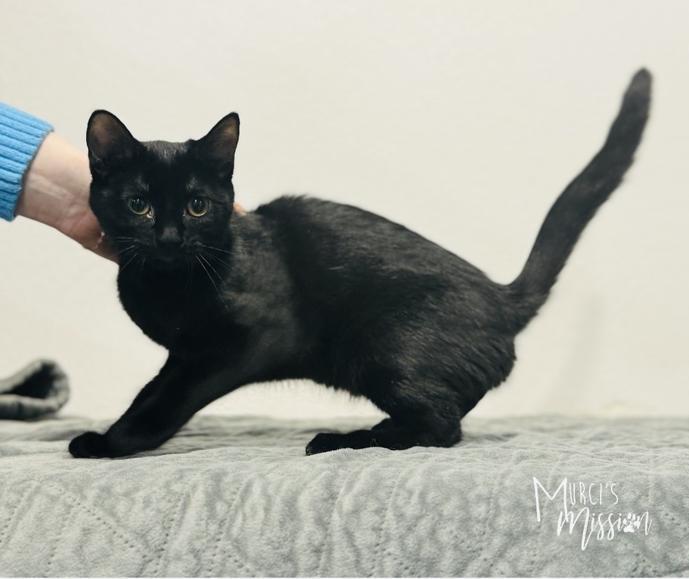 Amy Pawler, an adoptable Domestic Short Hair in Spokane , WA, 99209 | Photo Image 4
